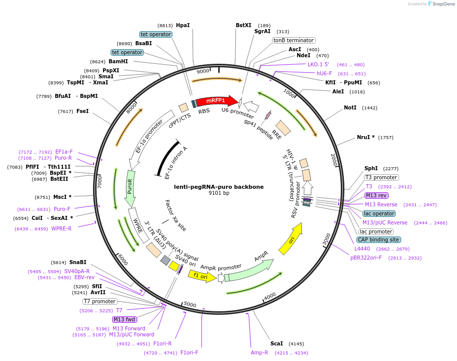 214085-plasmid-map-sequence-id-435616