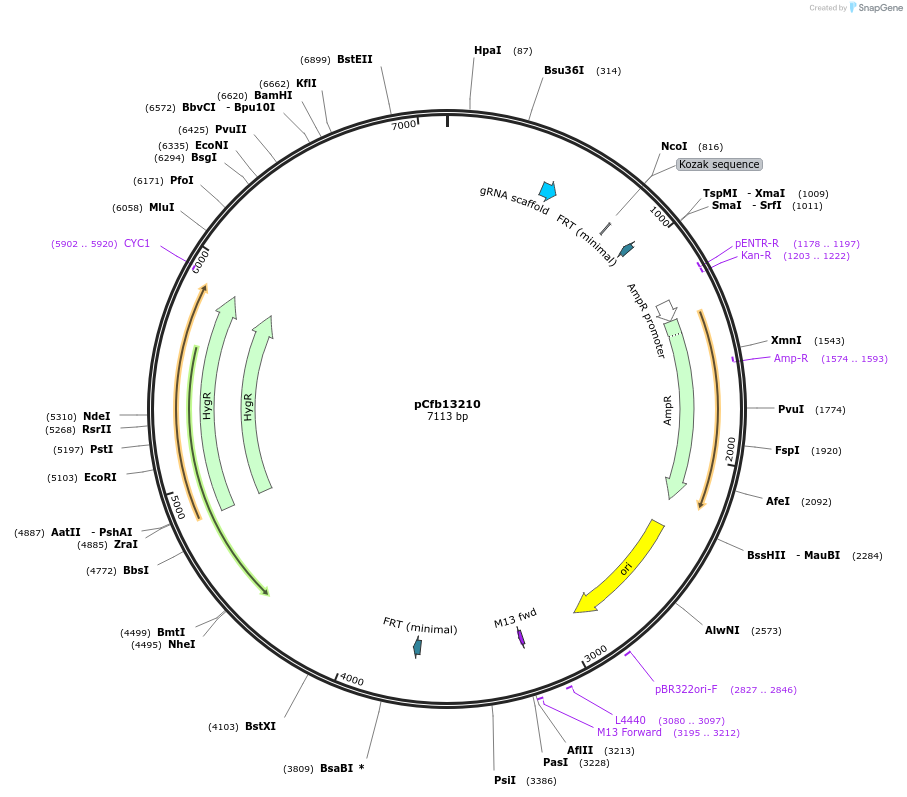 219885-plasmid-map-sequence-id-435623