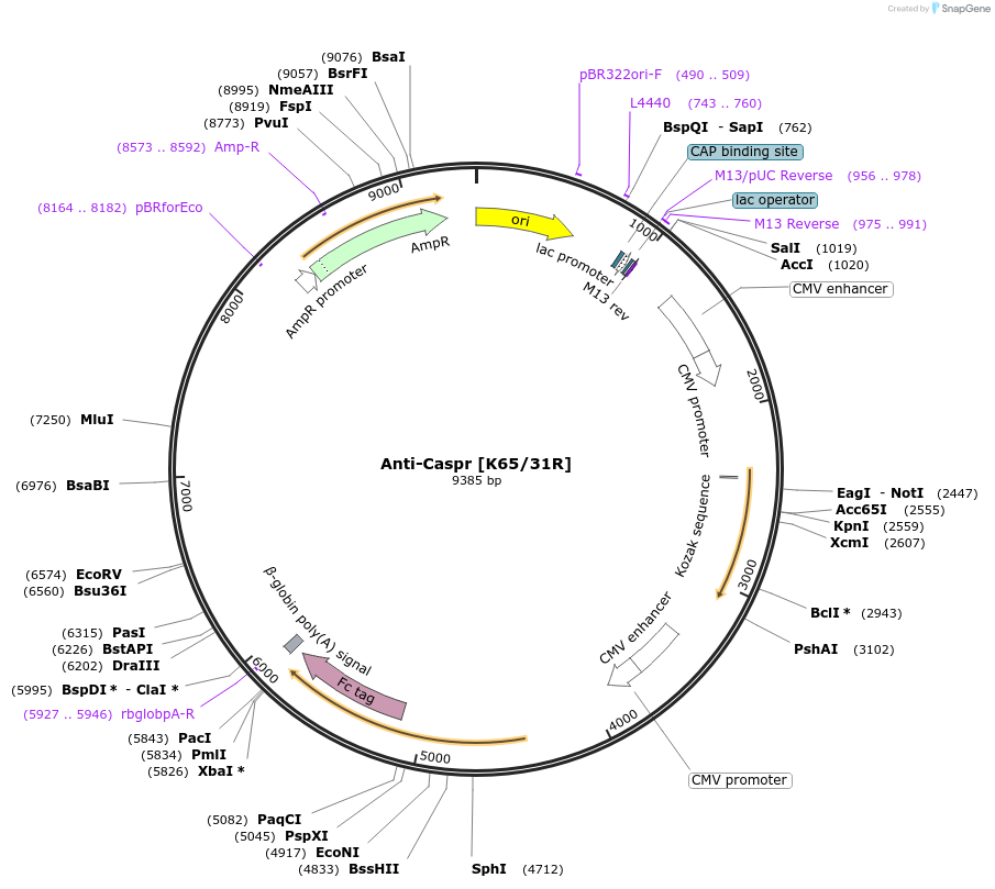 220381-plasmid-map-sequence-id-435626
