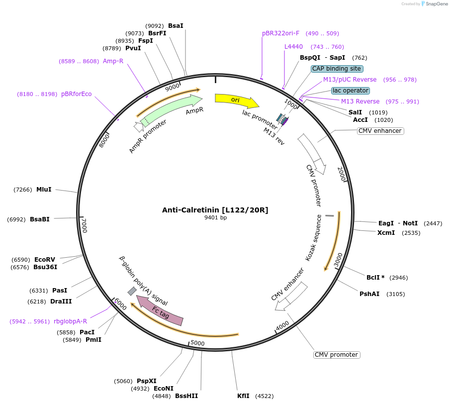 220389-plasmid-map-sequence-id-435628