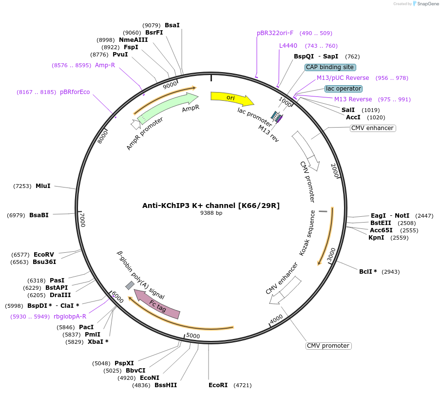 220382-plasmid-map-sequence-id-435633