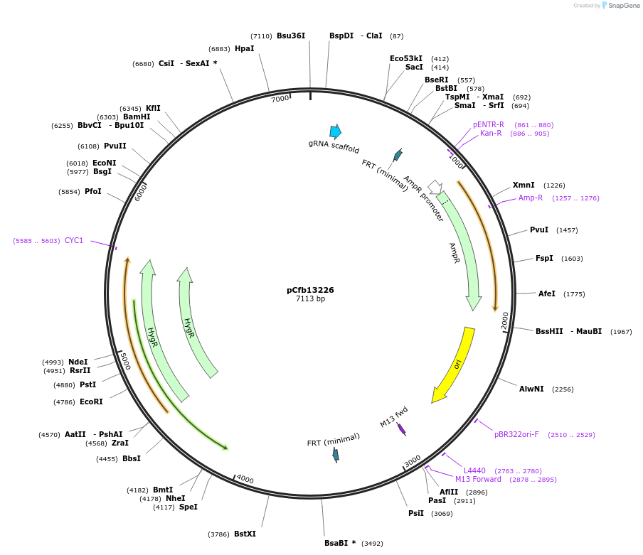 219901-plasmid-map-sequence-id-435635