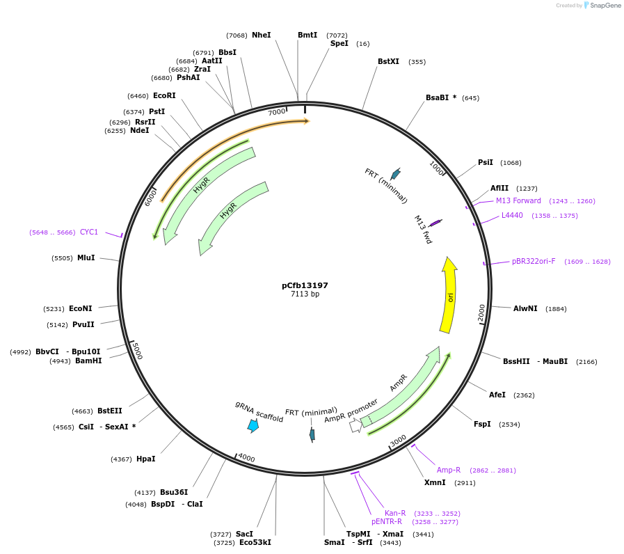 219872-plasmid-map-sequence-id-435636