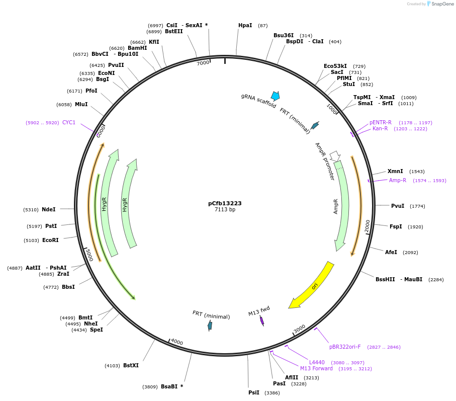 219898-plasmid-map-sequence-id-435637