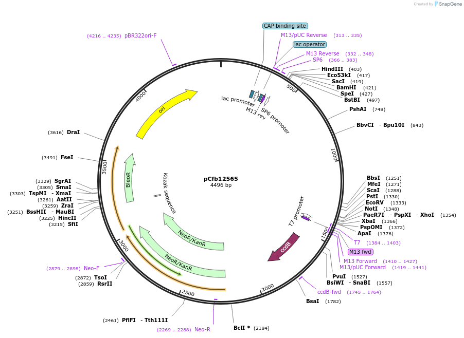 219925-plasmid-map-sequence-id-435638