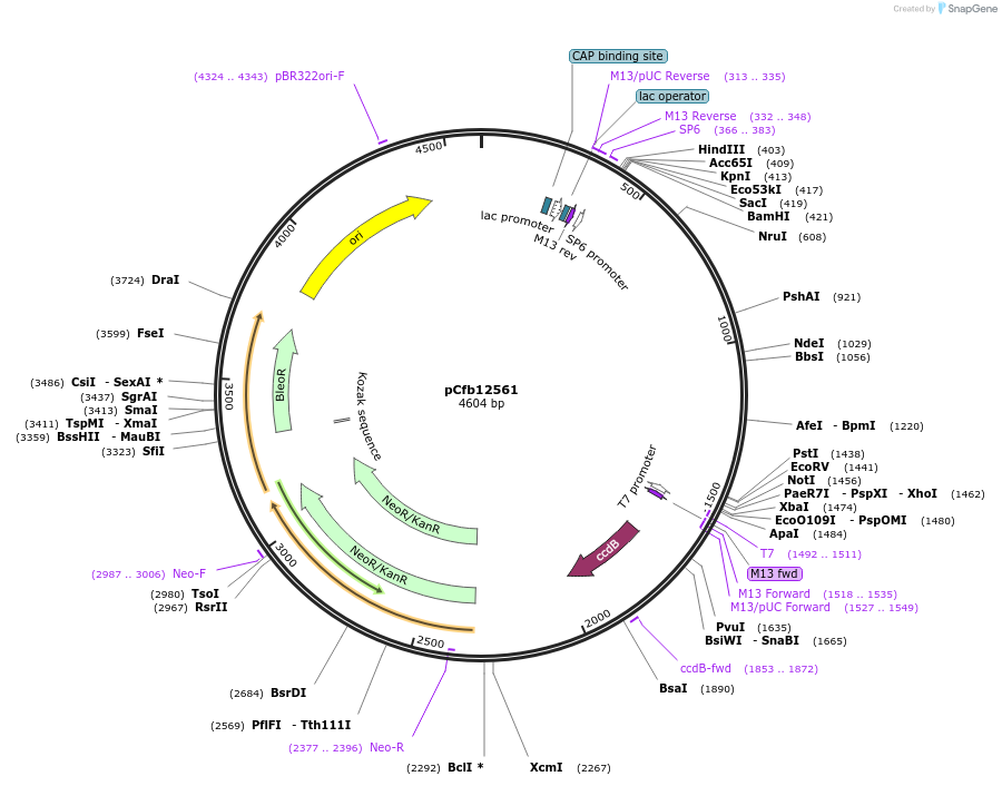 219922-plasmid-map-sequence-id-435639