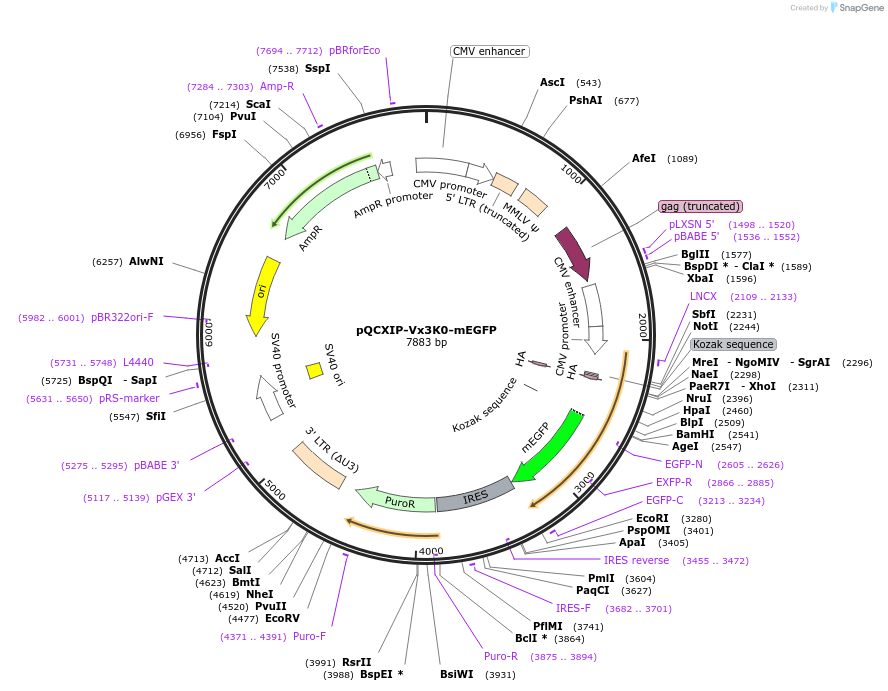 35527-plasmid-map-sequence-id-43564
