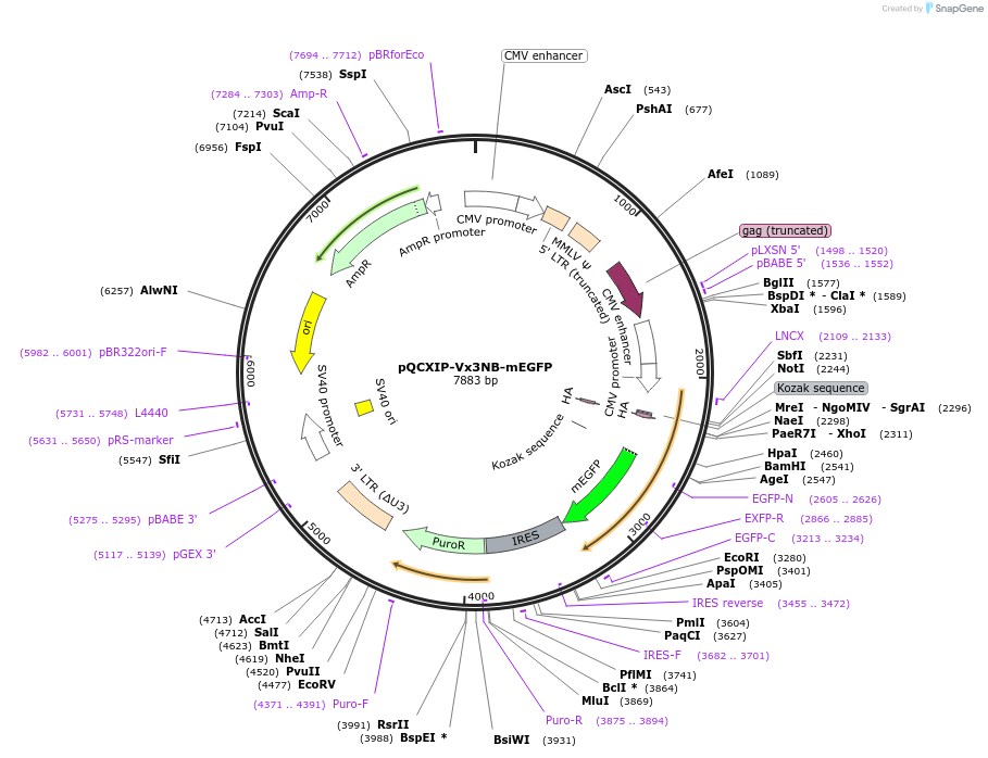 35528-plasmid-map-sequence-id-43566