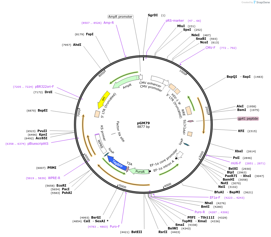220171-plasmid-map-sequence-id-435677