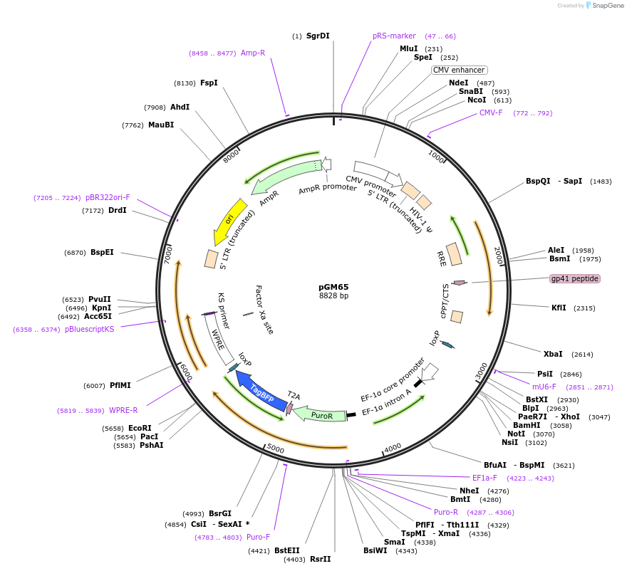 220170-plasmid-map-sequence-id-435679