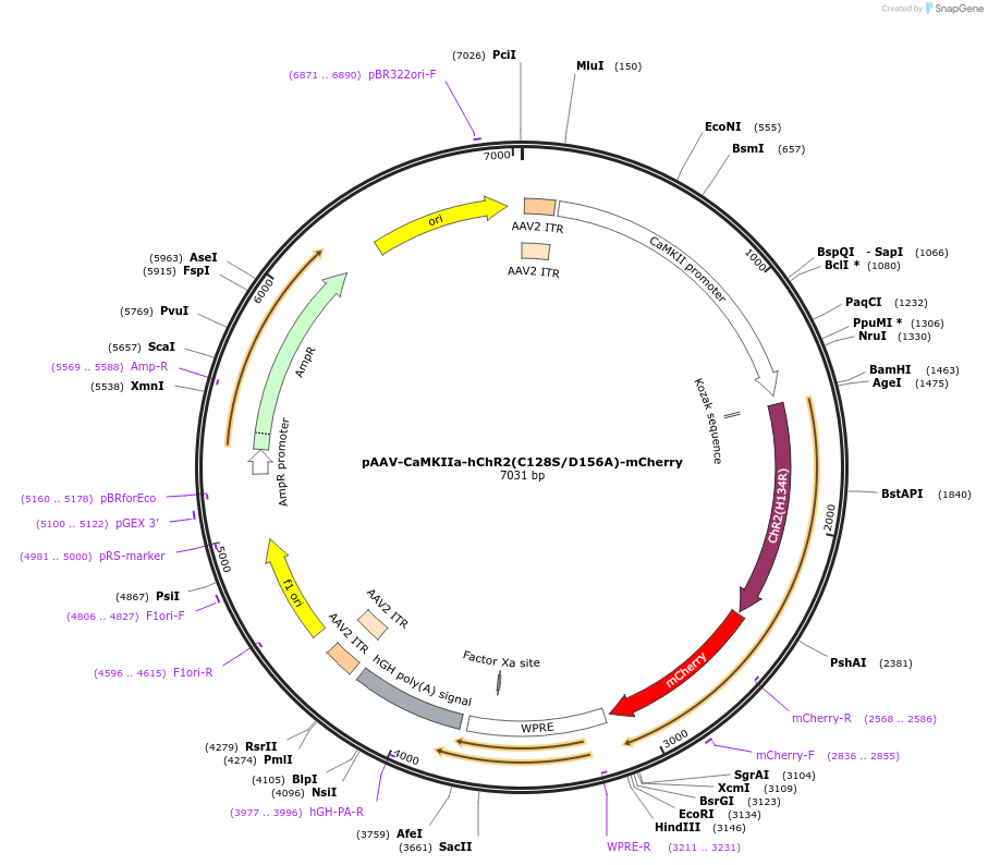 35502-plasmid-map-sequence-id-43568