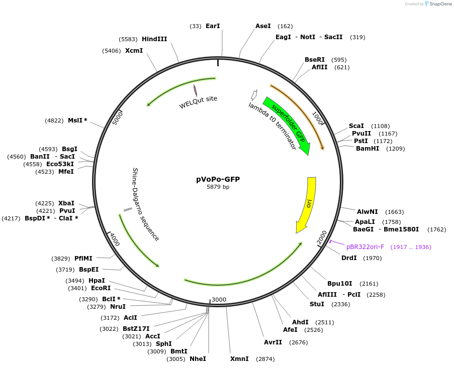 187840-plasmid-map-sequence-id-435680