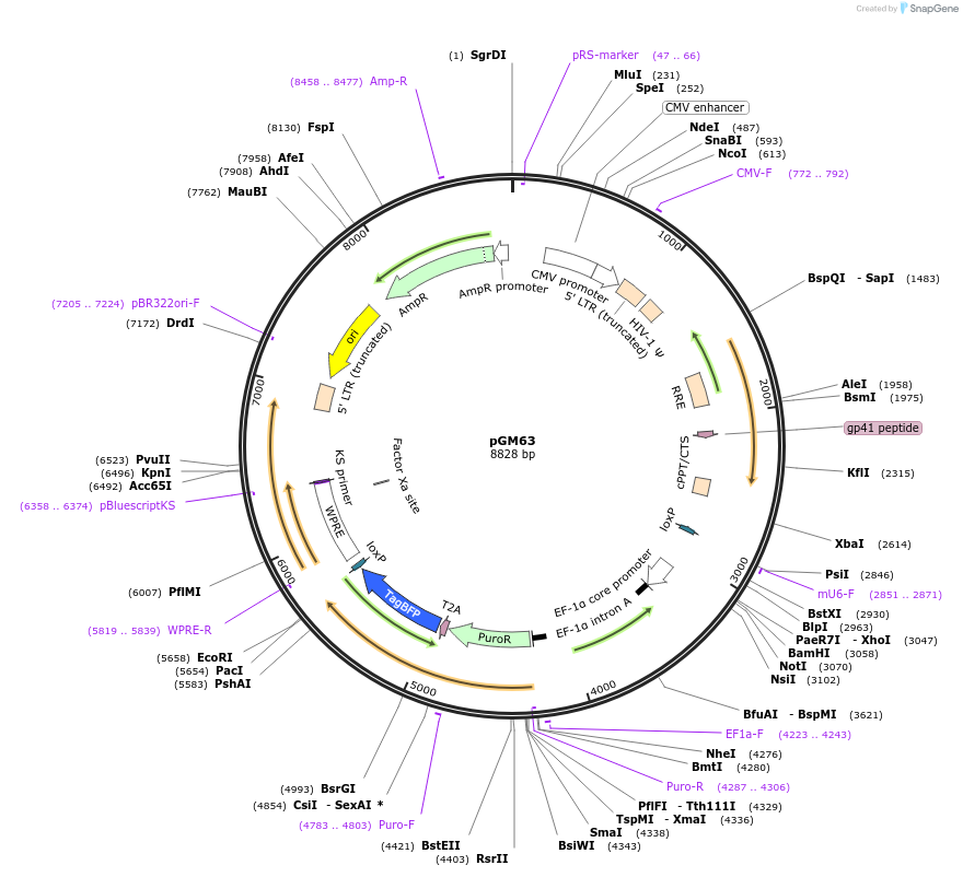 220169-plasmid-map-sequence-id-435681