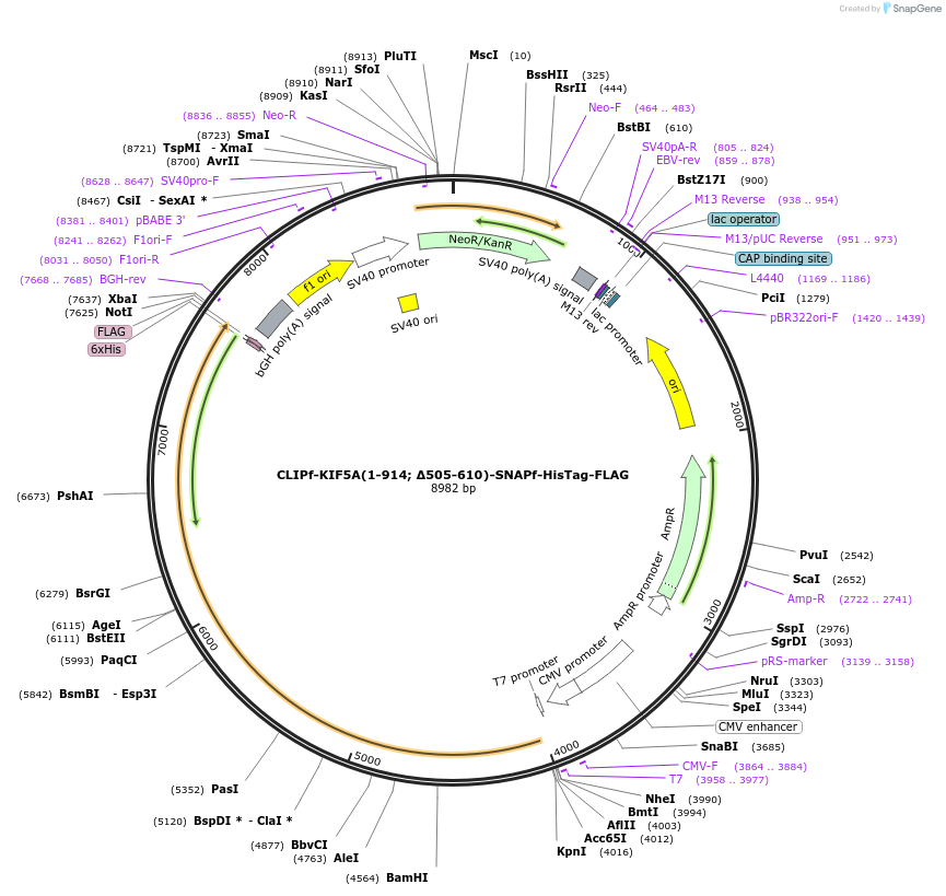 200793-plasmid-map-sequence-id-435694