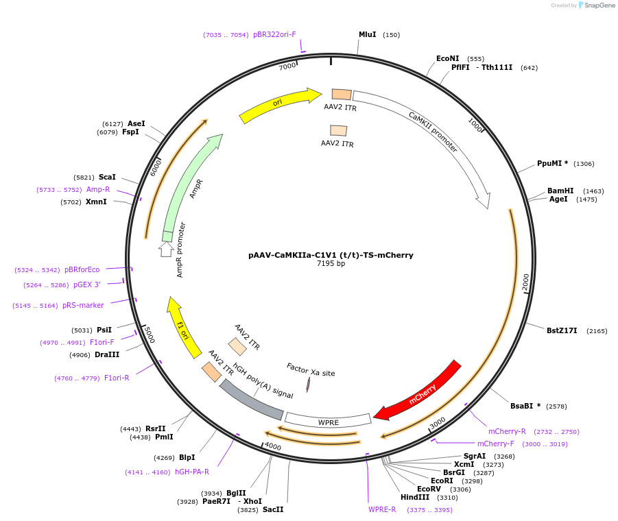 35500-plasmid-map-sequence-id-43570