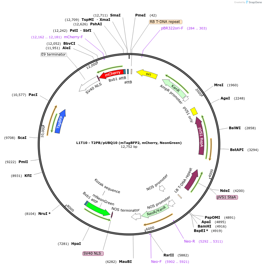 219687-plasmid-map-sequence-id-435722