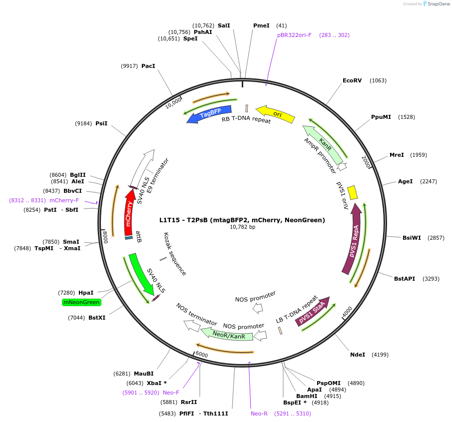 219689-plasmid-map-sequence-id-435724