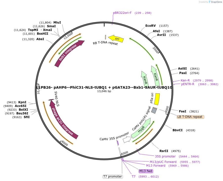 219701-plasmid-map-sequence-id-435731