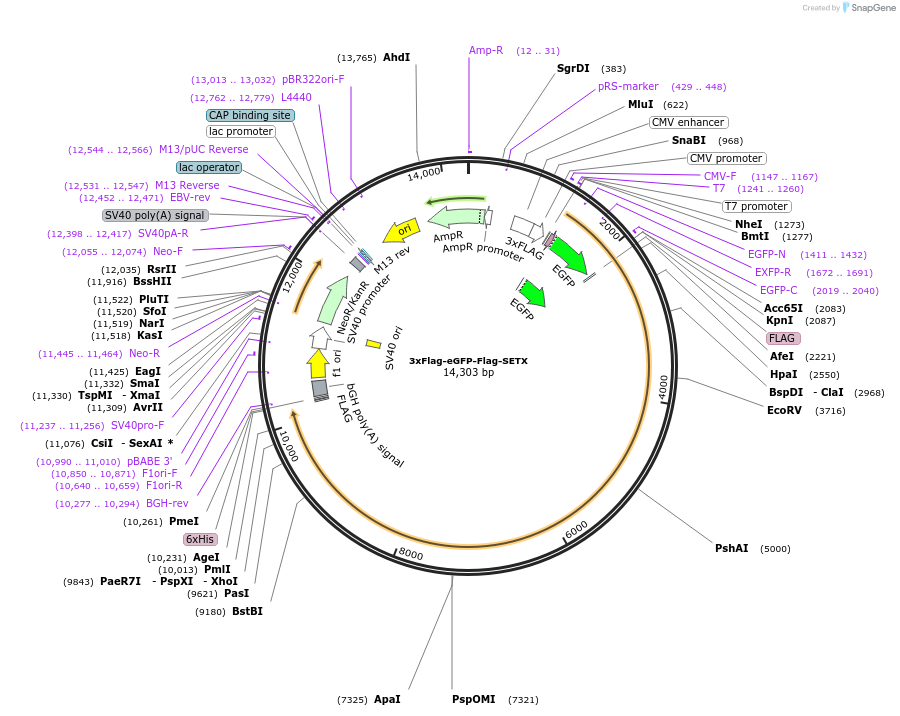 218838-plasmid-map-sequence-id-435865