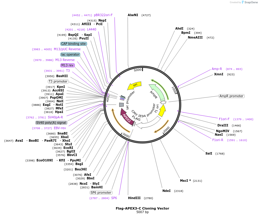 220615-plasmid-map-sequence-id-435941