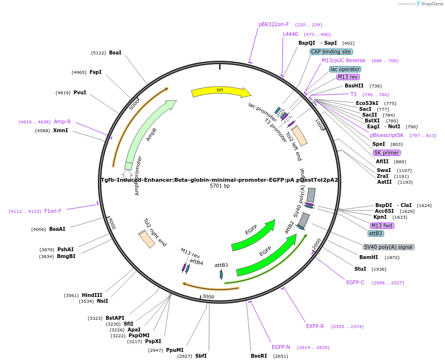 220508-plasmid-map-sequence-id-435942