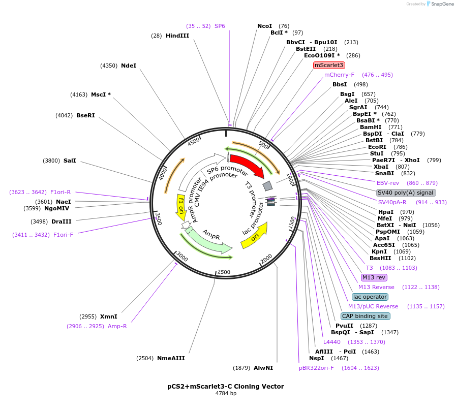 220616-plasmid-map-sequence-id-435943