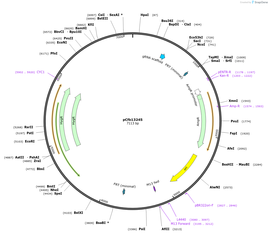 219916-plasmid-map-sequence-id-435949