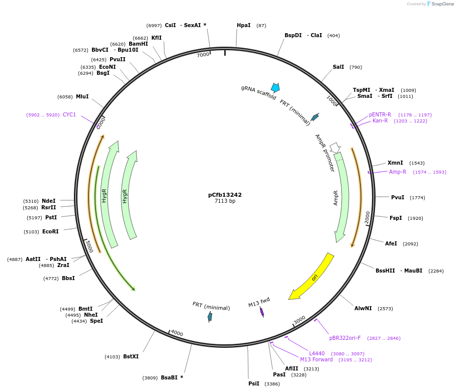 219914-plasmid-map-sequence-id-435953