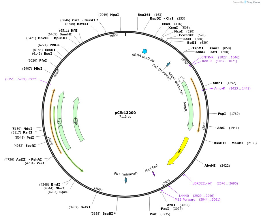 219875-plasmid-map-sequence-id-435956