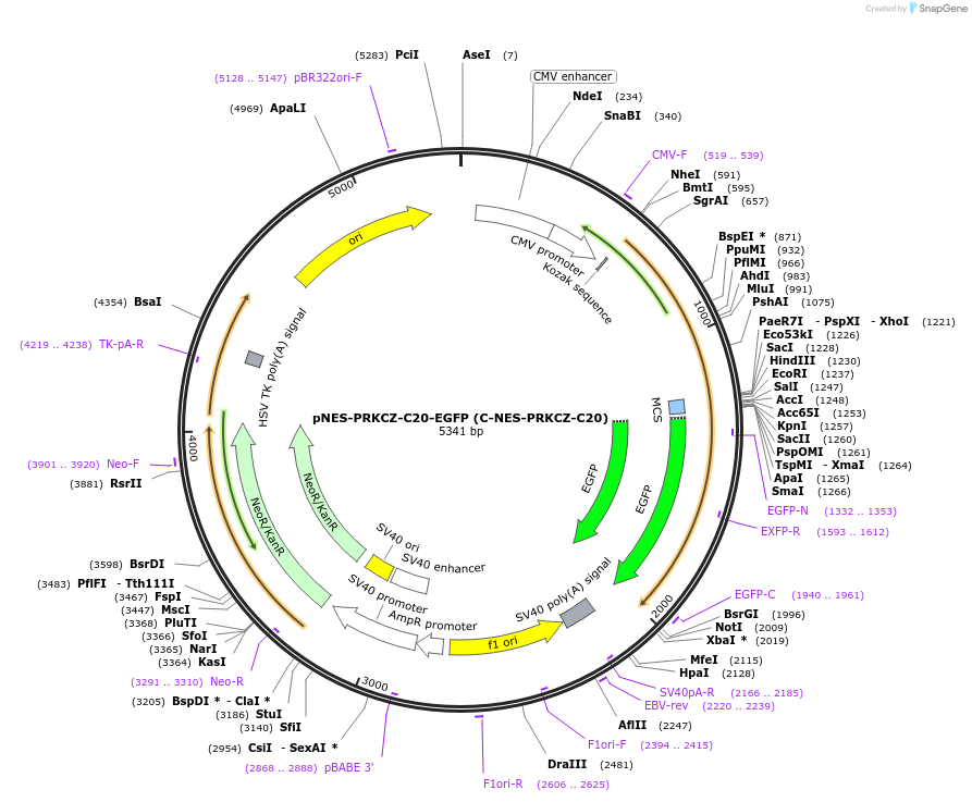 217763-plasmid-map-sequence-id-435975