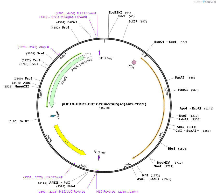 215759-plasmid-map-sequence-id-435996