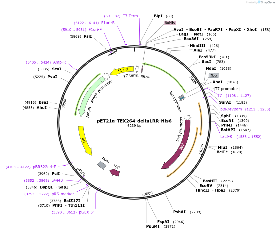 220215-plasmid-map-sequence-id-435998