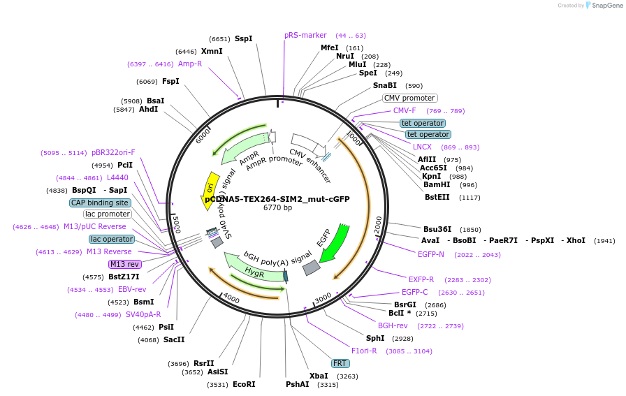 220213-plasmid-map-sequence-id-435999
