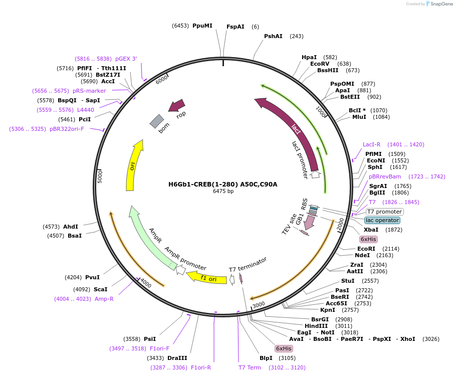 217985-plasmid-map-sequence-id-436001