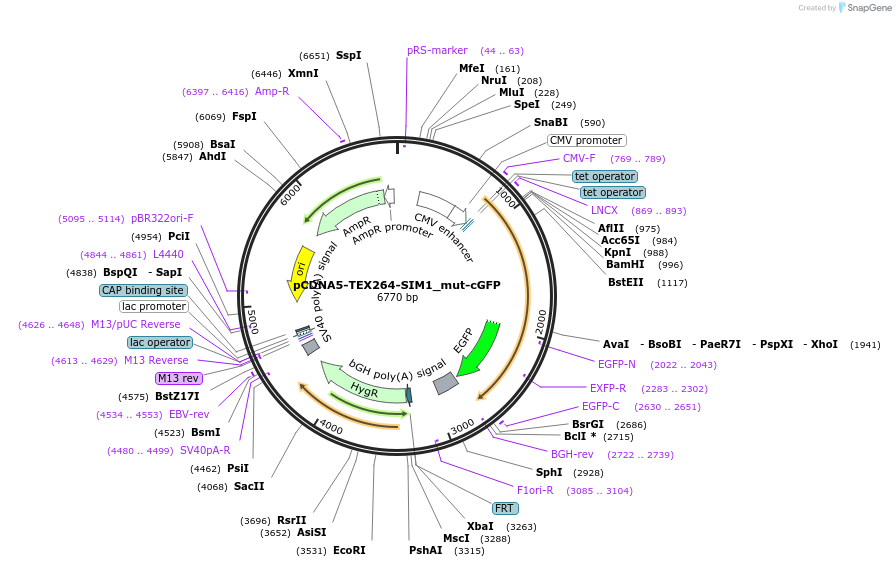 220212-plasmid-map-sequence-id-436002