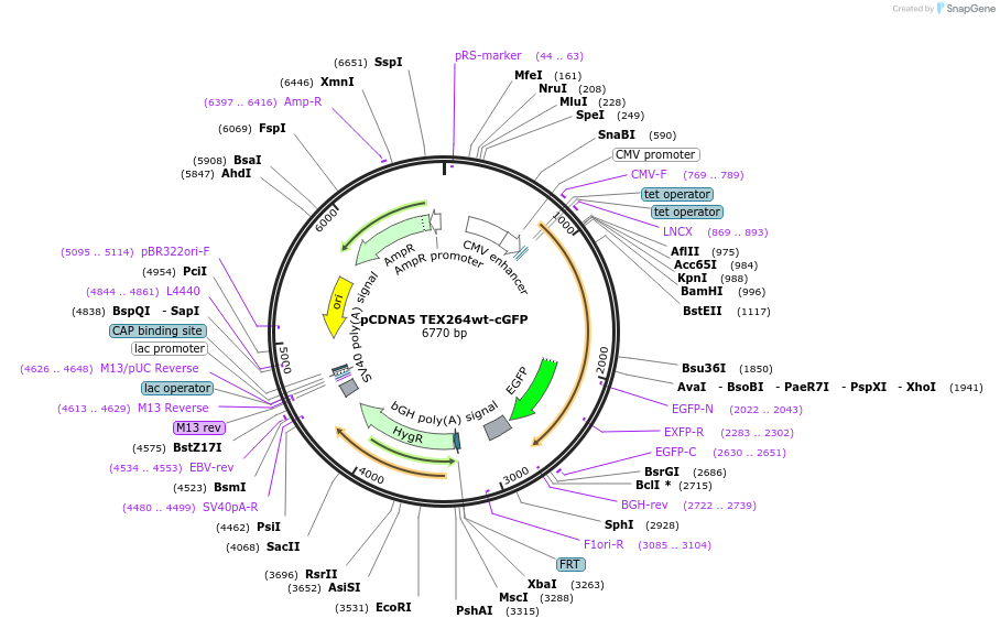 220211-plasmid-map-sequence-id-436013