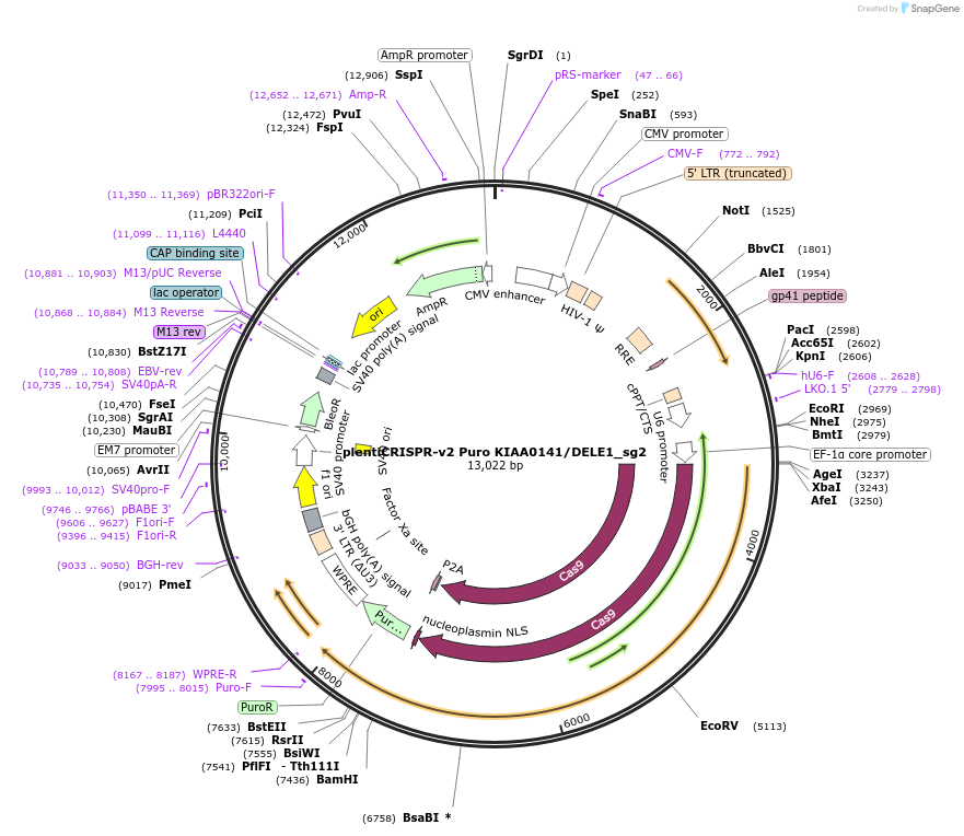 218525-plasmid-map-sequence-id-436016