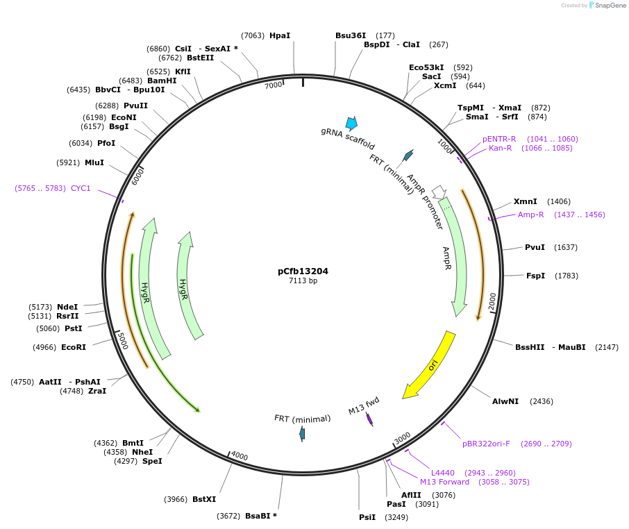 219879-plasmid-map-sequence-id-436035