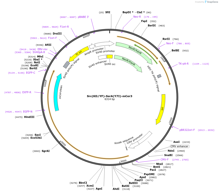 221000-plasmid-map-sequence-id-436037