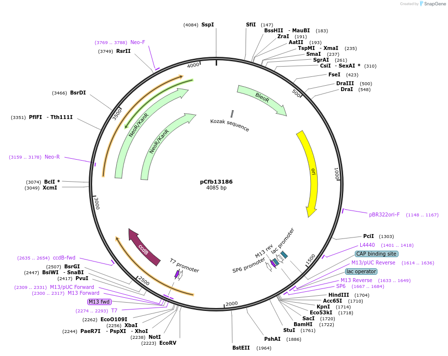219924-plasmid-map-sequence-id-436038
