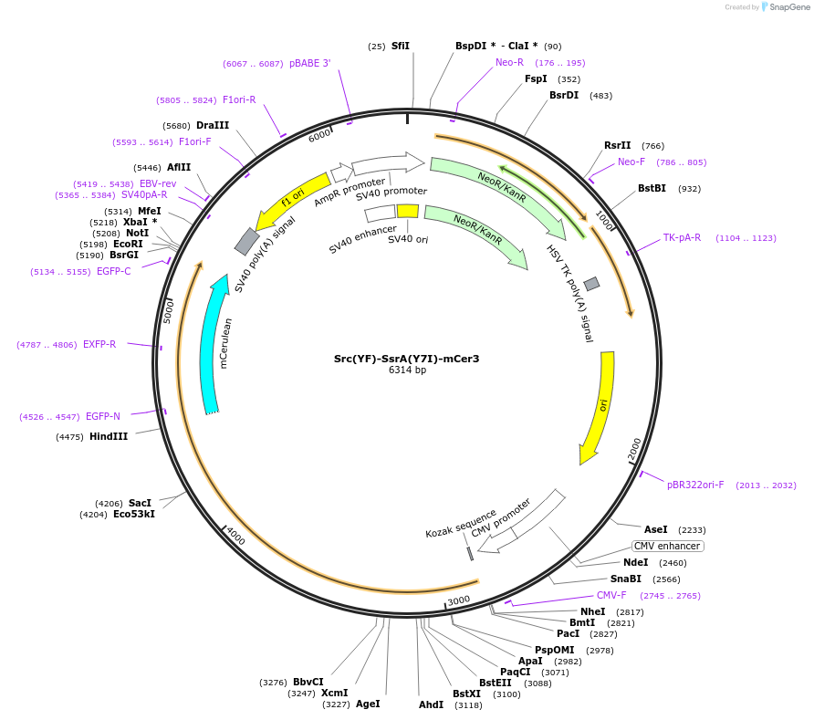220999-plasmid-map-sequence-id-436039