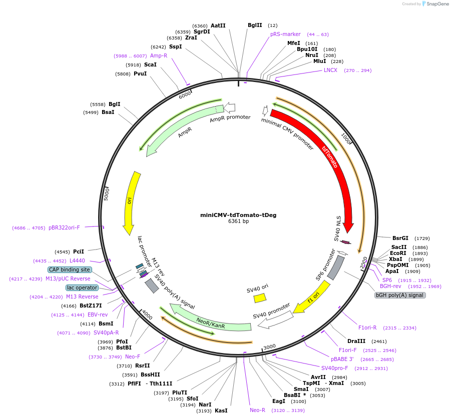 217521-plasmid-map-sequence-id-436042