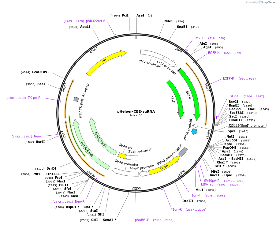 221137-plasmid-map-sequence-id-436076