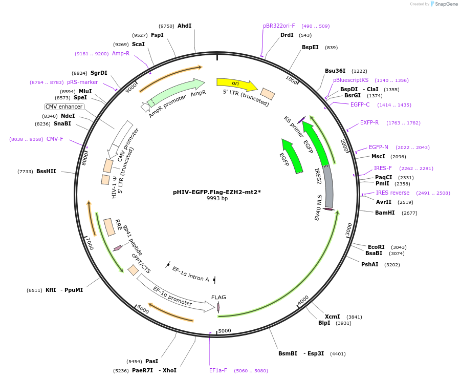 220246-plasmid-map-sequence-id-436101