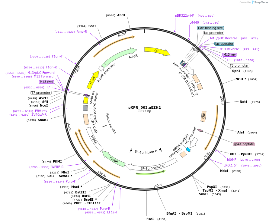 220318-plasmid-map-sequence-id-436104