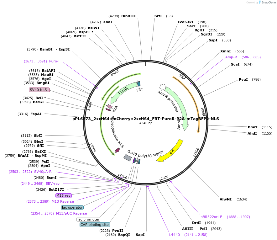 217970-plasmid-map-sequence-id-436105