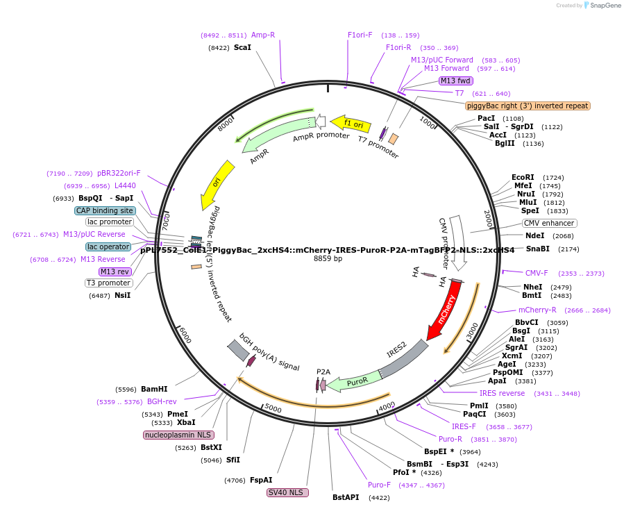 217971-plasmid-map-sequence-id-436106