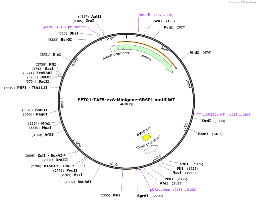 218972-plasmid-map-sequence-id-436110