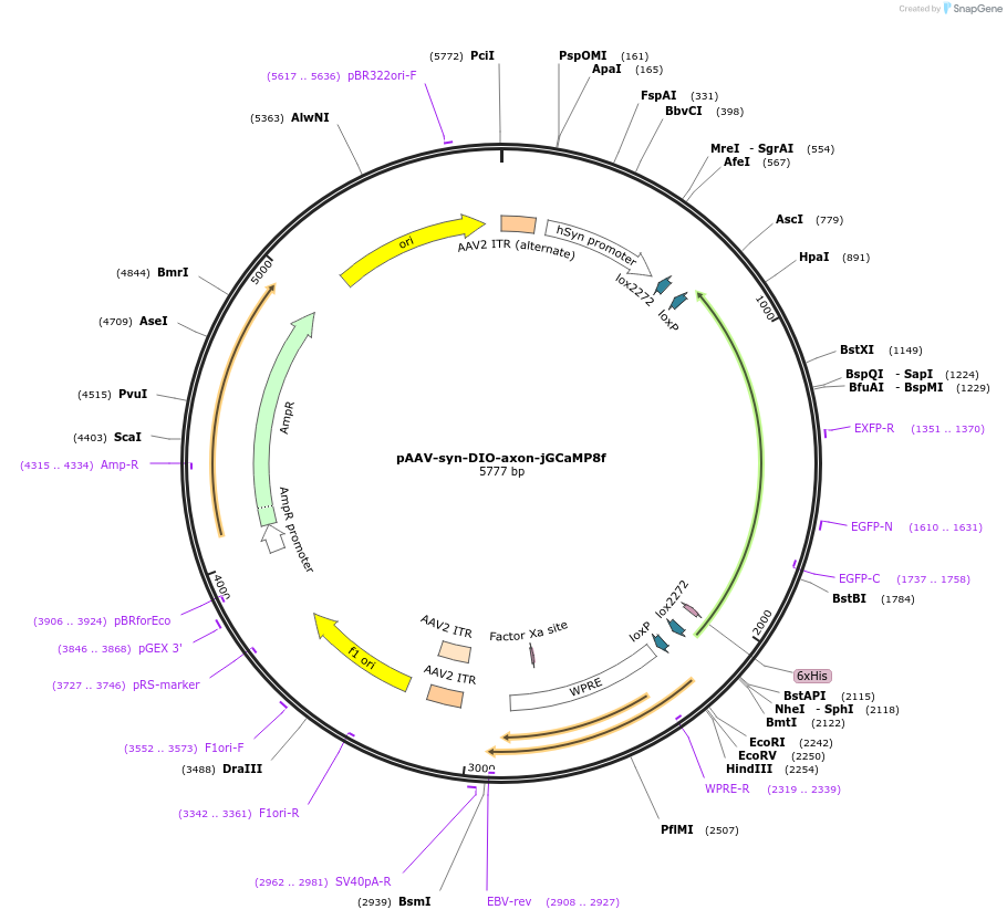 220531-plasmid-map-sequence-id-436147