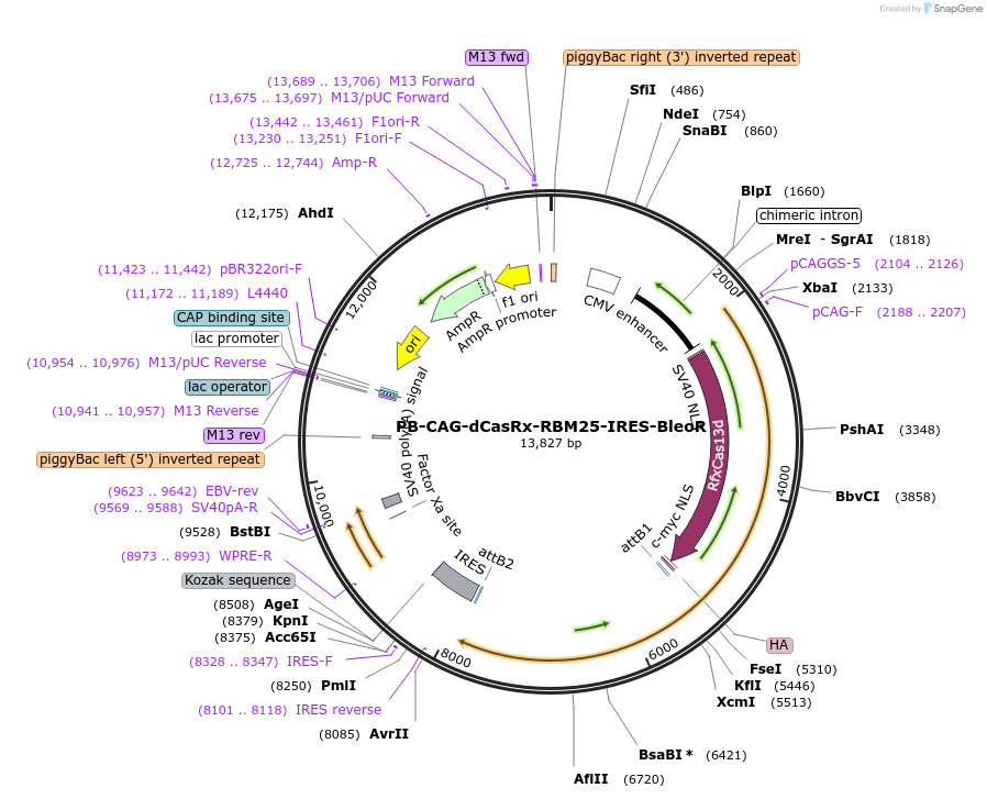 221002-plasmid-map-sequence-id-436162